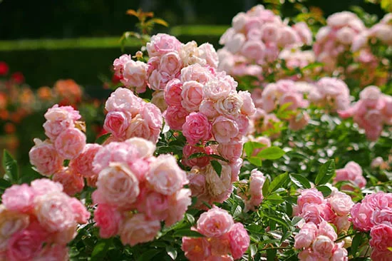 Cách pha trà hoa hồng thơm ngon Sơ chế nụ hoa hồng khô